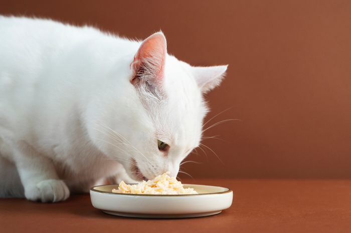 Ilustrasi kucing makan wet food