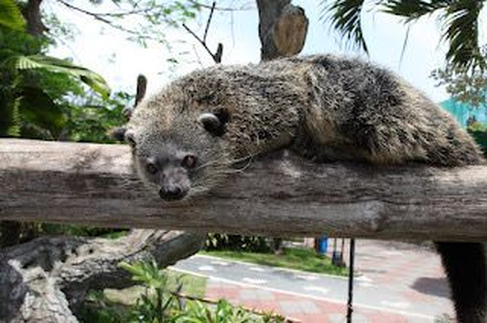 Kenalan dengan Binturong, Si Pemanjat Ulung dengan Aroma Popcorn