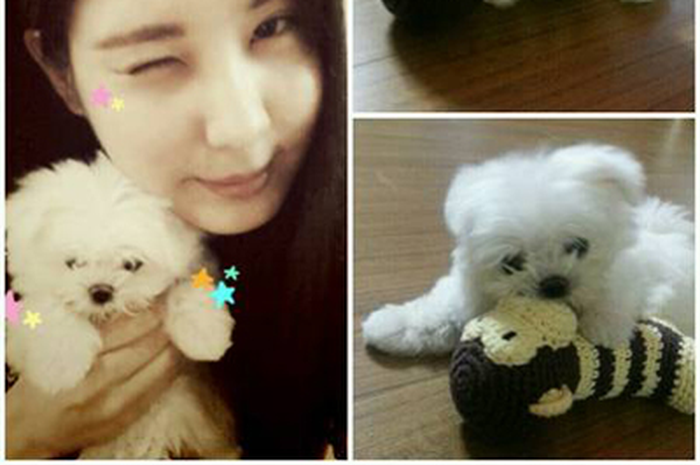 Seohyun 'SNSD': Anjing Lucu Bernama Dubu