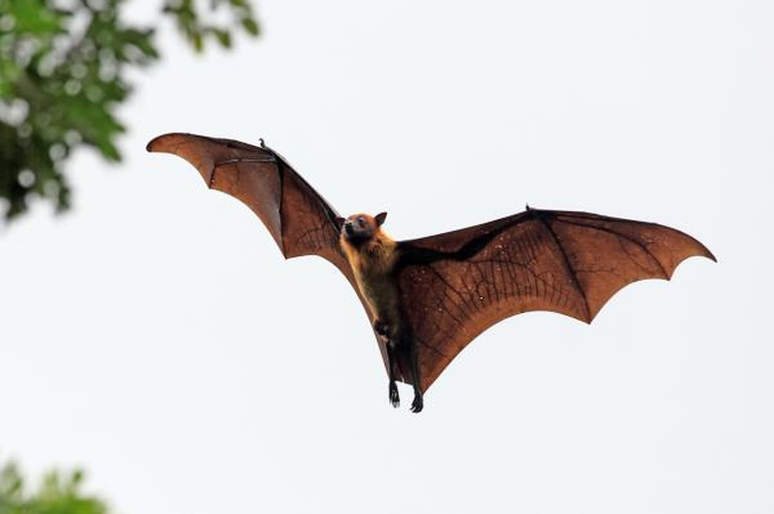 Bahaya virus Nipah yang perlu kita tahu!