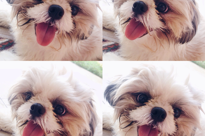 5 Anjing Paling Ramah Buat Dipelihara