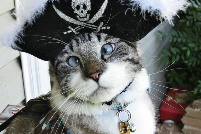 Spangles Kucing Bermata Juling Yang Hobi Banget Selfie