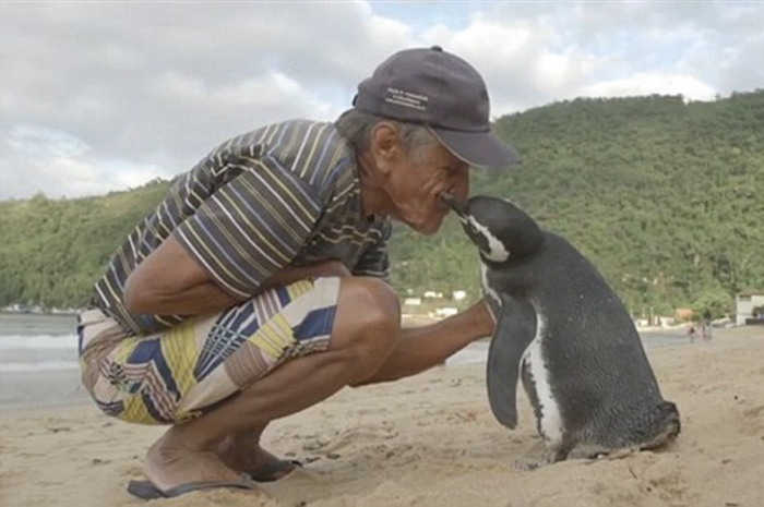 Pinguin Ini Berenang 8000 Km Tiap Tahun Untuk Bertemu Dengan Penyelamatnya (Foto: boredpanda.com)