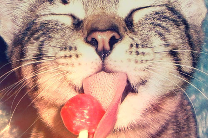 LOLLIPOP