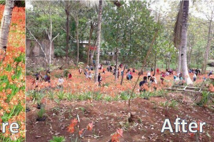 3 Hal Yang Bikin Banyak Orang Kesal Kebun Bunga Amaryllis Dirusak