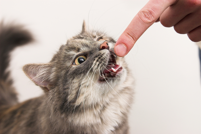 Ada Hubungan Antara Gigitan Kucing dan Depresi?