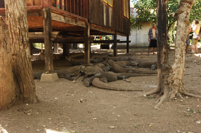 vote komodo (or not?)