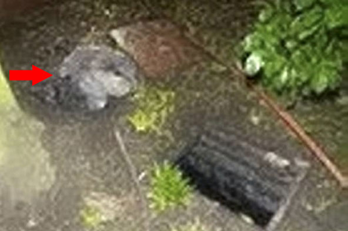 Petugas kebersihan temukan tas plastik hitam di belakang rumah.