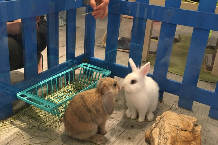 rabbit land, kafe kelinci di Hong Kong