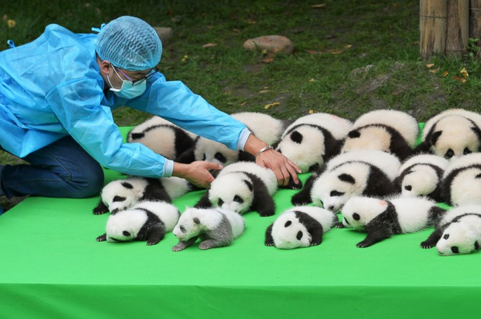Bayi Panda