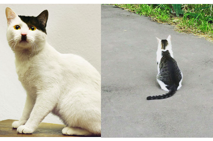 Kucing dengan Bulu 