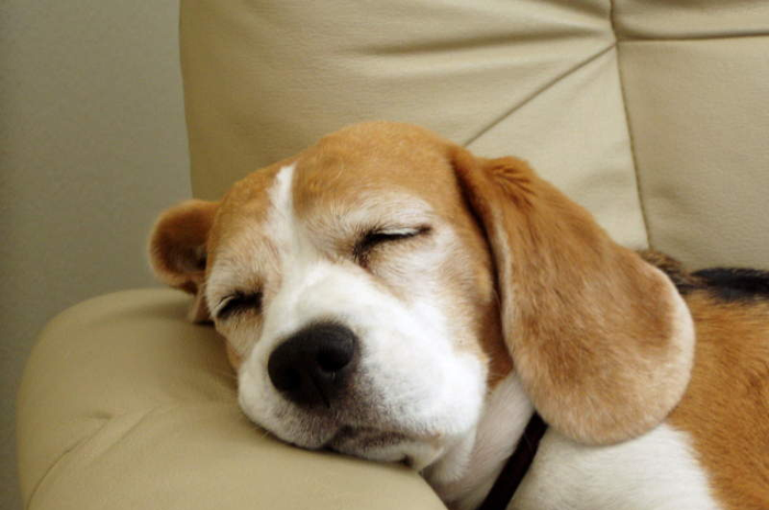 Anjing lucu tertidur pulas, mimpiin apa ya?
