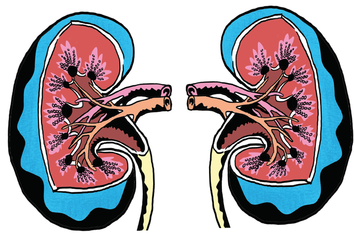 Ilustrasi Ginjal