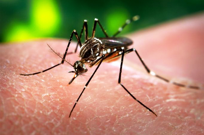 Bagaimana Membedakan Gejala Virus Zika dan Gejala Demam Berdarah?
