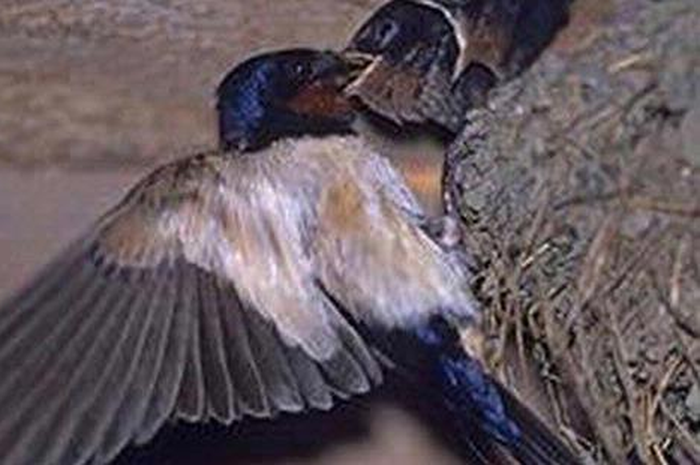 Rengguk Untung dari Liur Burung (2)