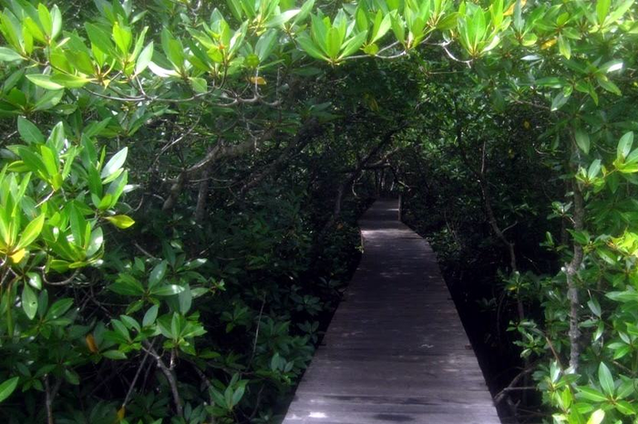 Nikmatnya Tersesat di Hutan Mangrove