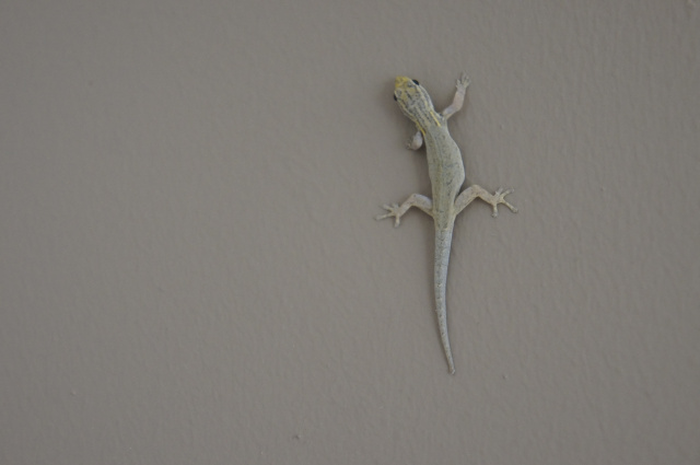 Kisah Cicak yang Penuh Kesabaran