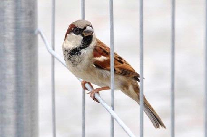 Kisah Burung Pipit di Atas Punggung Burung Elang