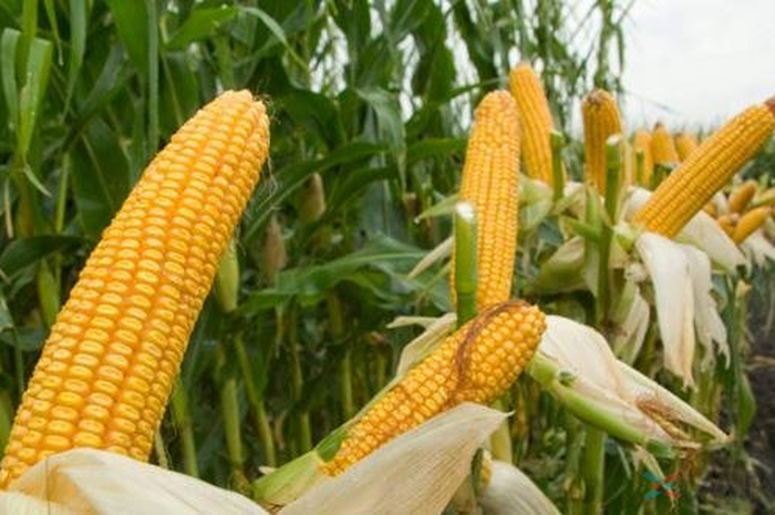Pelajaran Bijak dari Sang Petani Jagung