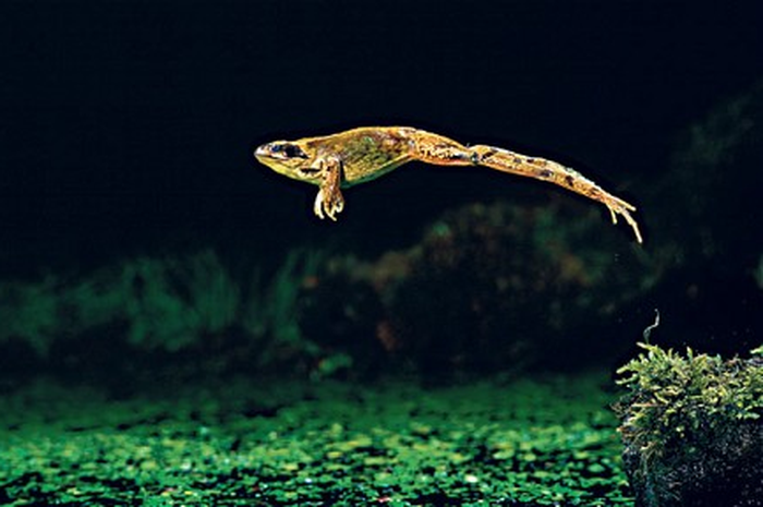 Kisah Katak Lompati Jendela
