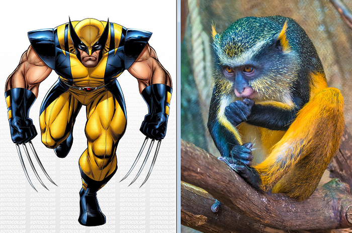 Monyet Mona yang Wujudnya Sangat Mirip dengan Wolverine