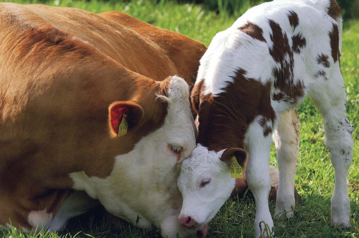 Belajar Cinta Kasih dari Induk Sapi