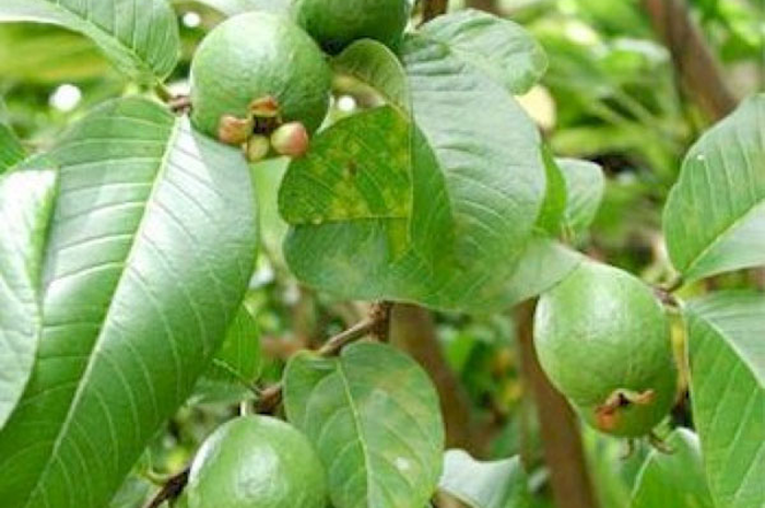 Manfaat Lain Daun Jambu Biji