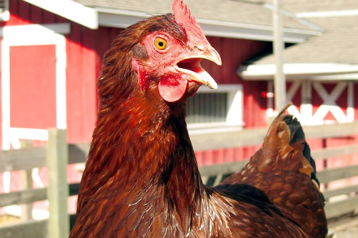 Menangkap Ayam Harus Dari Samping