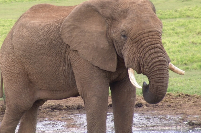 WWF Lestarikan Gajah dengan 'Drone'