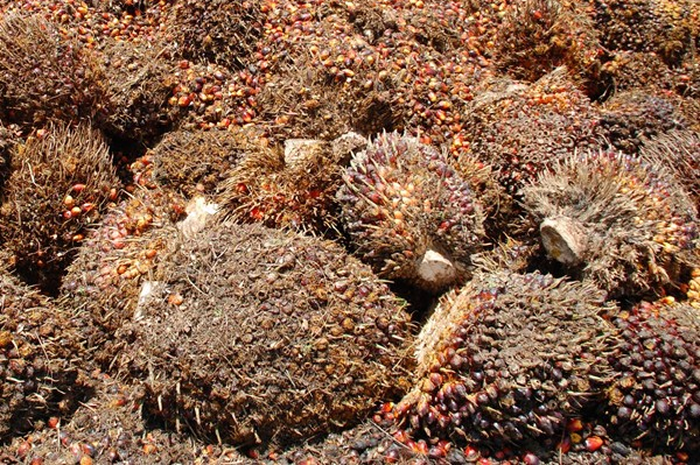 Mengolah Sawit Menjadi Bioetanol
