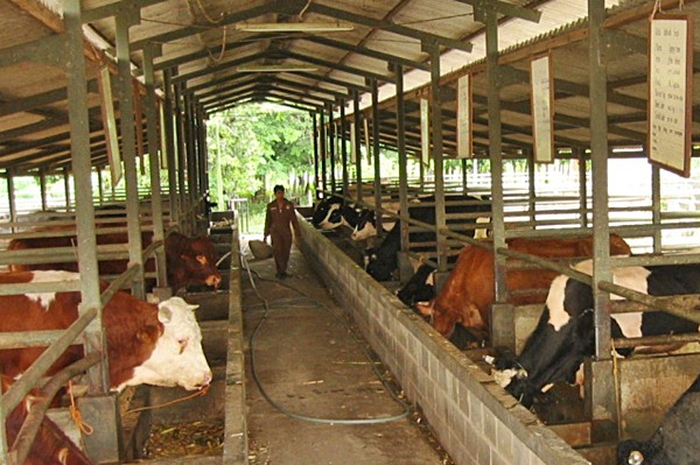 Menyaring Biogas, Menjaring Listrik