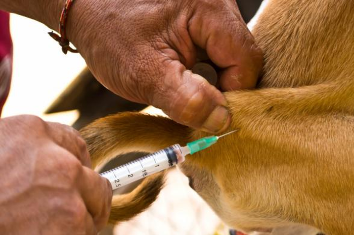 31 Anjing Ras Disuntik Mati Di Bali