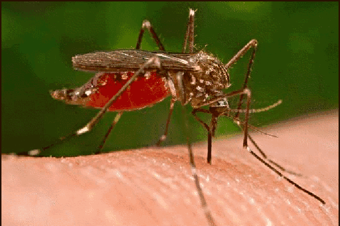 Kenali Gejala dan Pencegahan Malaria