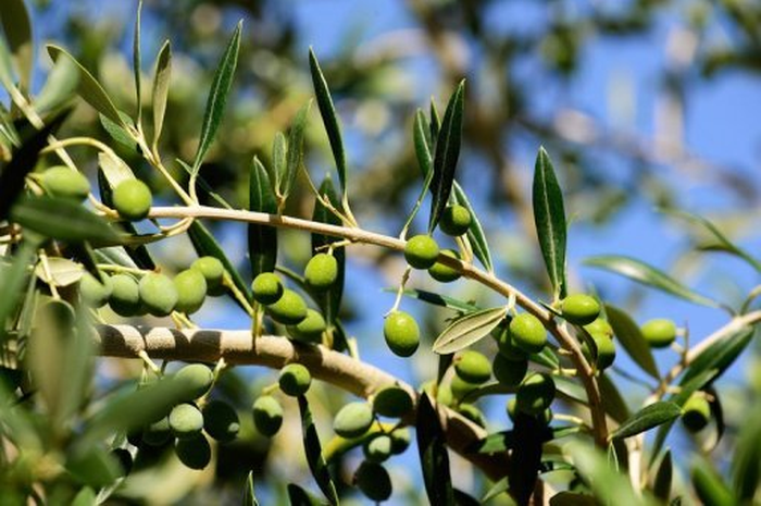 Diet ala Mediterania Atasi Stroke