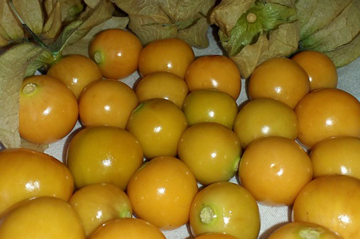 Ceplukan bukan tanaman asli Indonesia dan pernah terlantar bahkan di beberapa tempat sudah punah. Namun kini buah kecil itu melambung kembali. Harganya selangit dan diburu orang.
