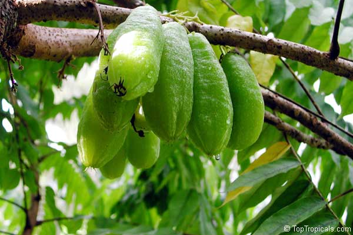 Belimbing wuluh adalah tumbuhan yang bisa dengan mudah Anda dapatkan di sekitar Anda. Siapa sangka, banyak manfaat yang bisa Anda dapat dari sayur yang asam ini.
