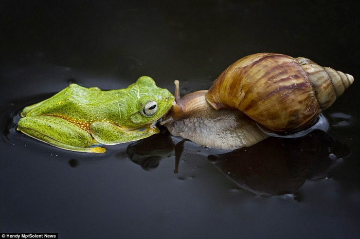 Kisah Katak dan Siput