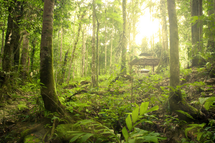 Ilustrasi hutan..