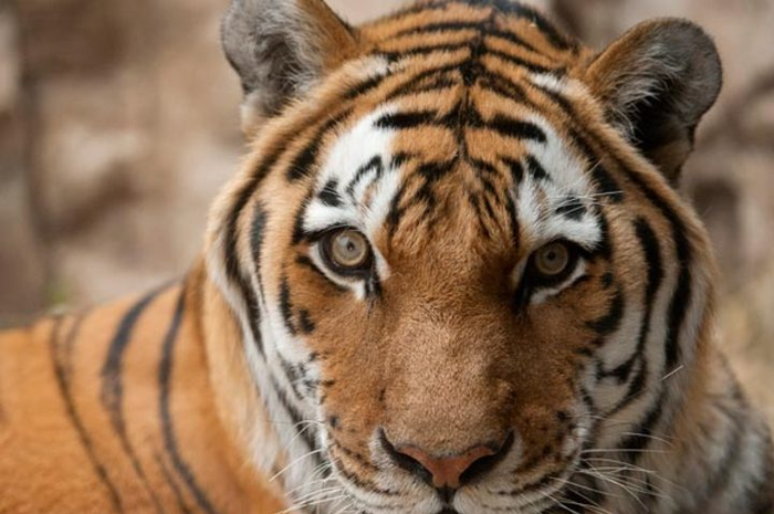 Harimau amur atau harimau siberia yang terancam punah.