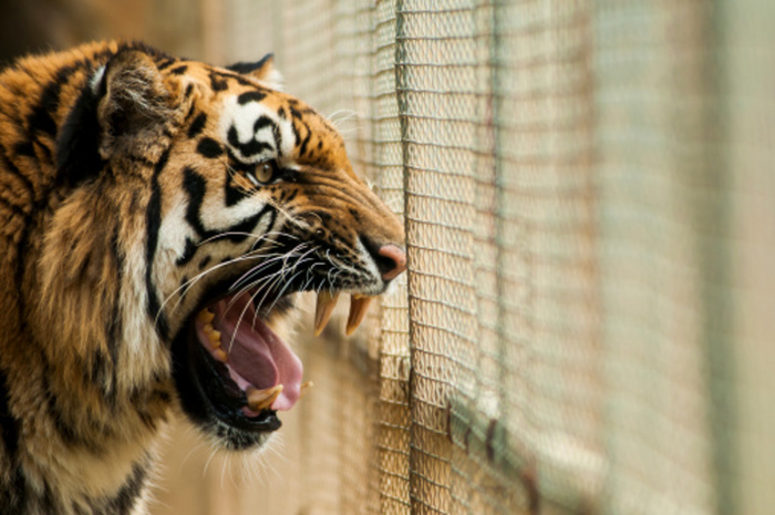 Harimau sumatera adalah salah satu fauna Indonesia. Ini jawaban tentukan ide pokok dari masing-masing paragraf bacaan beragamnya flora dan fauna Indonesia .