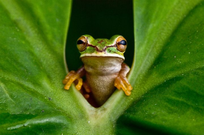 Seekor katak pohon memiliki organ gerak kaki. Ini fungsi organ gerak hewan.