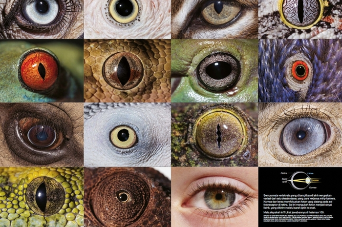 Semua mata vertebrata yang ditampilkan di sini merupakan variasi dari satu desain dasar