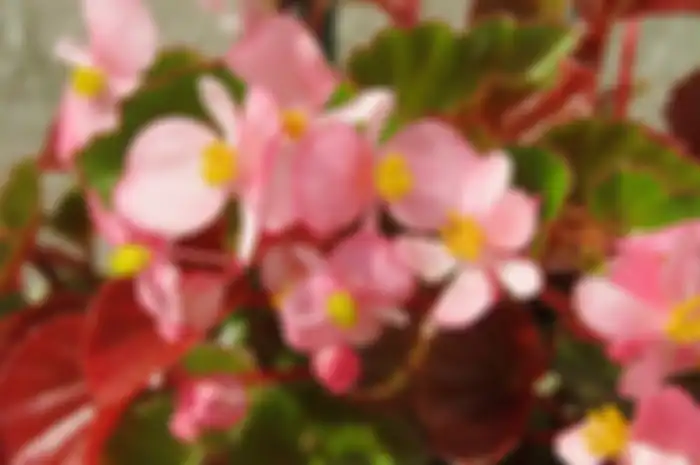 Begonia