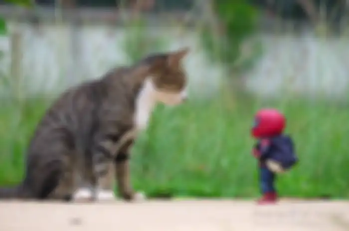 Spiderman Kucing