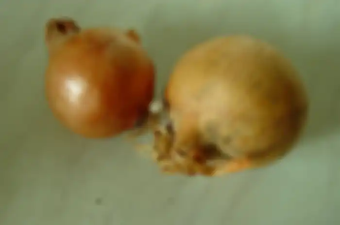 Bawang Bombai