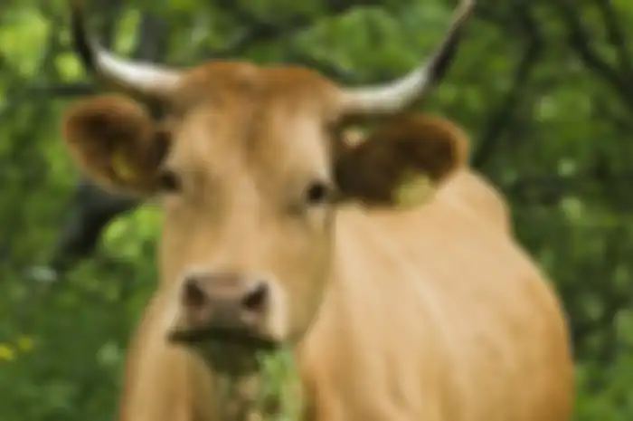 Sapi