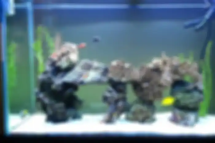 Aquarium air laut