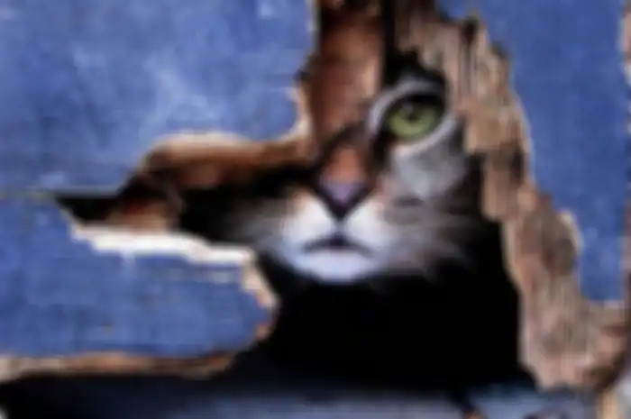 Kucing