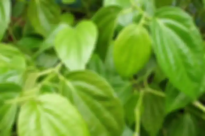 daun sirih | dok. i.ytimg.com