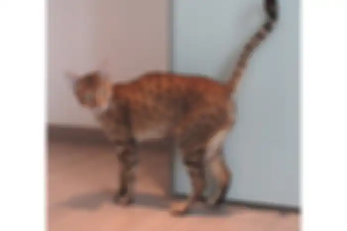 Kucing Savannah